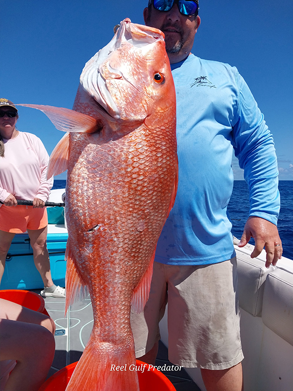 reel gulf predator fishing experience
