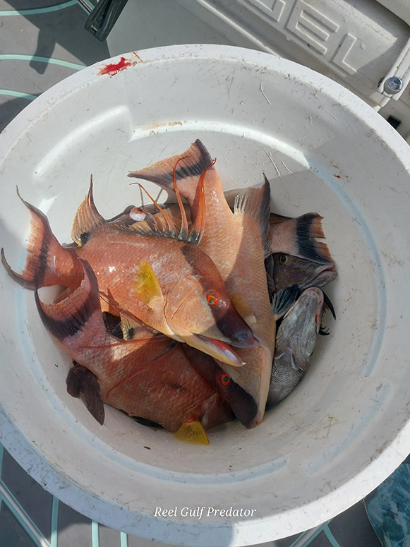 reel gulf predator fishing experience