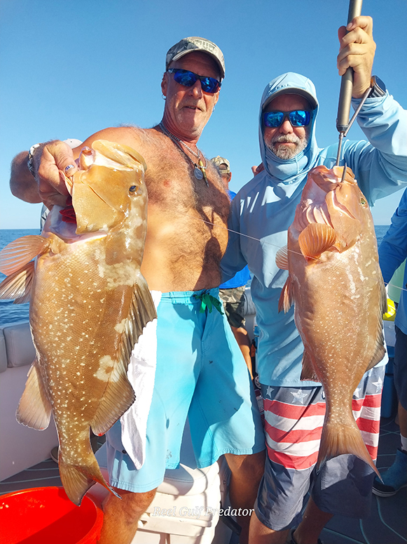 reel gulf predator fishing experience